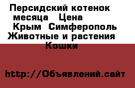 Персидский котенок, 2 месяца › Цена ­ 4 500 - Крым, Симферополь Животные и растения » Кошки   